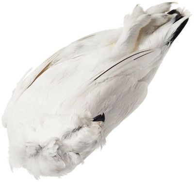 Куропатка полярная в пере тушка ГОСТ ~550г-1}