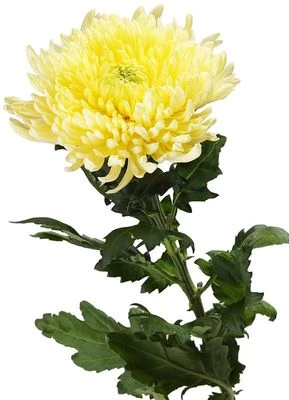 Хризантема Магнум желтая 1шт-1}