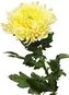 thumb-Хризантема Магнум желтая 1шт-1}