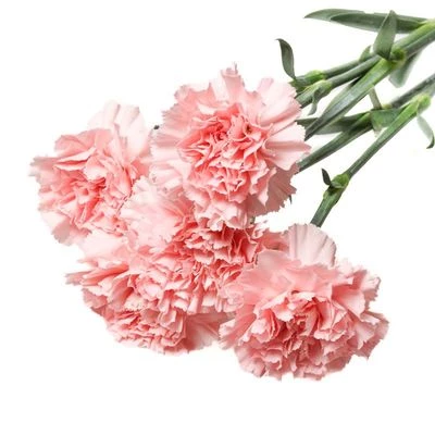 Букет розовых гвоздик 5шт-1}