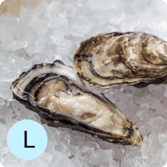 Устрица Розовая Джоли L