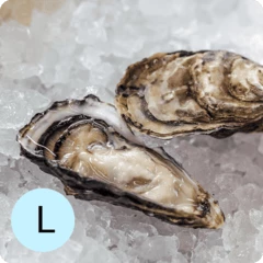 Устрица Розовая Джоли L