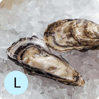 Устрица Розовая Джоли L-0}