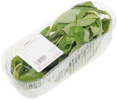 Базилик зеленый свежий Россия 50г