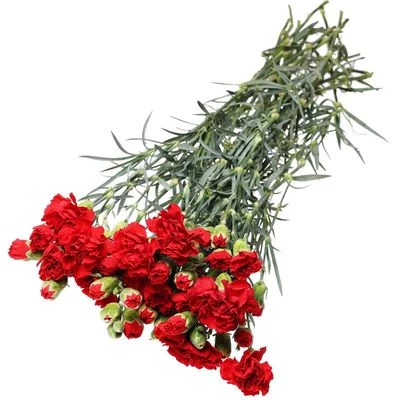 Гвоздика кустовая красная 1шт-1}