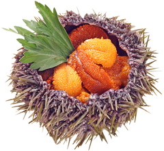 Еж морской живой Мурманский 1шт