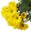 thumb-Хризантема кустовая желтая Сора ~55см 1шт-1}