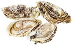 Устрицы Дибба Бэй №3 1шт