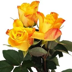 Букет роз Мари Клер 3шт