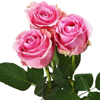 Букет роз Вэм 3шт-1}