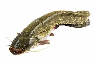 Сом мраморный 1,4кг-0}