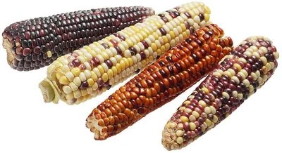 Кукуруза свежая в початках цветная 2шт-1}