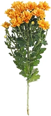 Хризантема кустовая Гранд Оранж 1шт