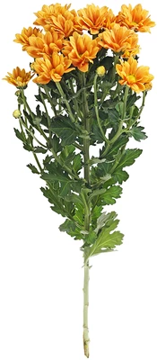Хризантема кустовая Гранд Оранж 1шт-0}
