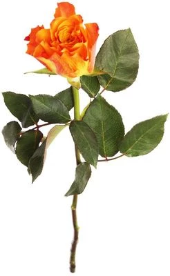 Роза оранжевая Мари Клер ~40см 1шт-0}