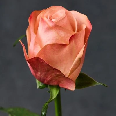 Роза Эмоушн ~40см 1шт-1}