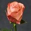 thumb-Роза Эмоушн ~40см 1шт-1}