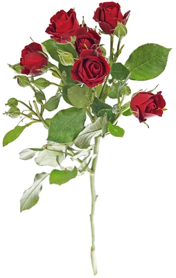 Роза кустовая Пушкин ~ 45см 1шт-0}