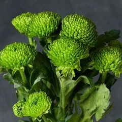 Хризантема кустовая Сантини зеленая ~40см 1шт