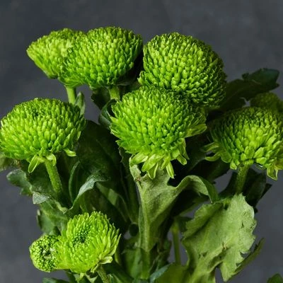 Хризантема кустовая Сантини зеленая ~40см 1шт-1}