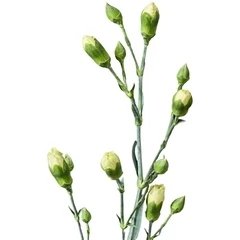 Гвоздика кустовая зеленая 1шт