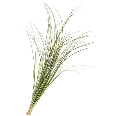 Берграсс ксерофиллум -0}