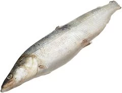 Нельма таймырская тушка ~1,5кг