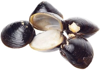 Корбикула сахалинская двухстворчатый моллюск в раковине ~300гр-0}