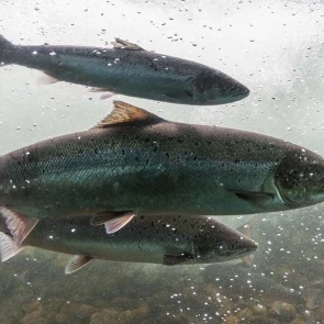 Многоликий лосось. Семга, форель, лосось — в чем разница?