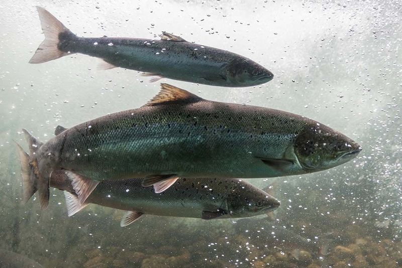 Многоликий лосось. Семга, форель, лосось — в чем разница?