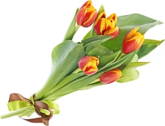 Букет тюльпанов красно желтых 5шт