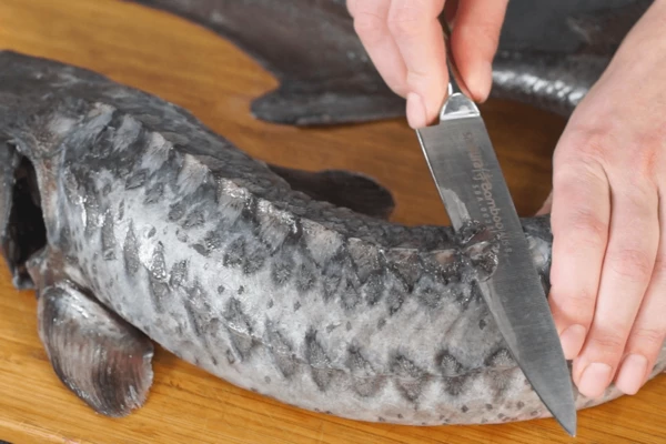 Осетра ошпарить кипятком, очистить от слизи и внутренностей, срезать жучки и промыть.
