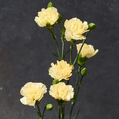 Гвоздика кустовая желтая ~ 50 см 1шт-1}