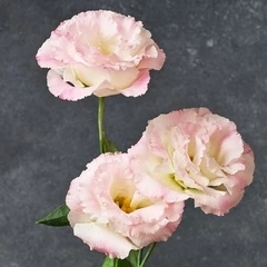 Лизиантус розовый 1шт