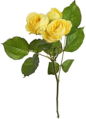 Роза кустовая желтая Каталина ~50-60см 1шт-0}