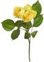 thumb-Роза кустовая желтая Каталина ~50-60см 1шт-0}