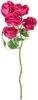 thumb-Роза кустовая Пинк Дидикейшн 1шт.-0}