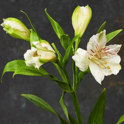 Альстромерия белая ~60см 1шт-1}