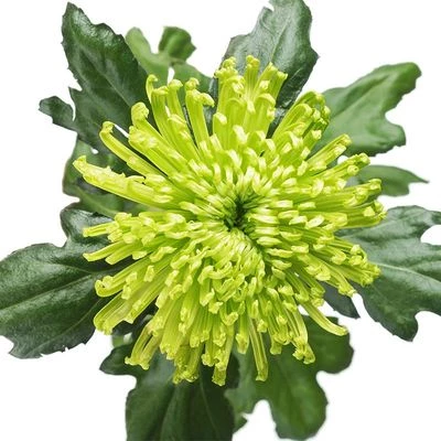 Хризантема зеленая Анастасия 1шт-1}