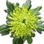 thumb-Хризантема зеленая Анастасия 1шт-1}