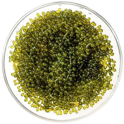 Дегидрированные водоросли Виноград морской Вьетнам 20г-1}