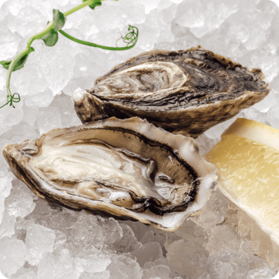Устрица Муроцу-0}