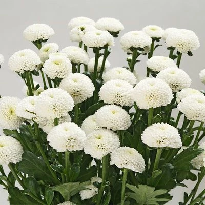 Букет белых хризантем Сантини Пизарро 5шт-1}