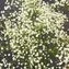 thumb-Гипсофила белая 1шт-3}