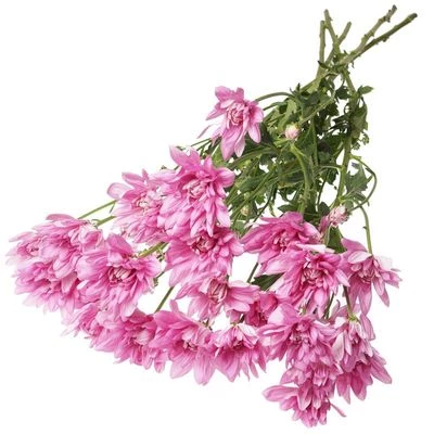 Хризантема кустовая Радость розовая 1шт-1}