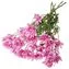 thumb-Хризантема кустовая Радость розовая 1шт-1}