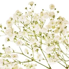 Гипсофила белая 1шт