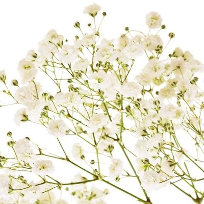 Гипсофила белая 1шт-0}