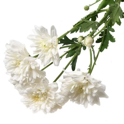 Хризантема кустовая Радость белая ~ 60см 1шт-1}