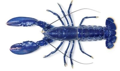 Омар Бретонский голубой, 550кг-0}